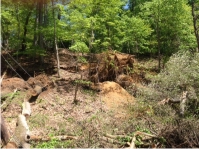 Slope failure above the Marlboro Clay