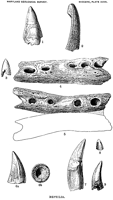 Plate XXVII